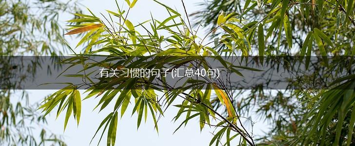 有关习惯的句子(汇总40句),第1张
