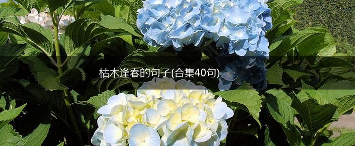 枯木逢春的句子(合集40句),第1张