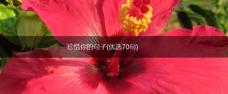 珍惜你的句子(优选70句),第1张