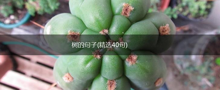 树的句子(精选40句),第1张