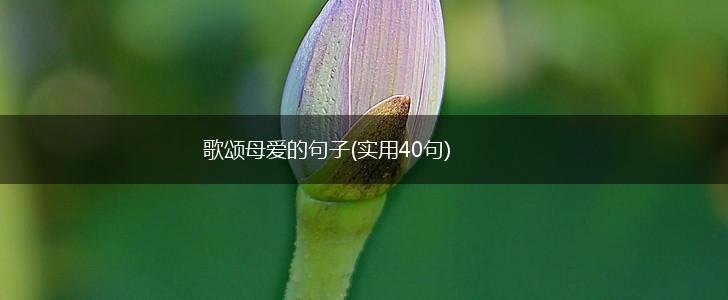歌颂母爱的句子(实用40句),第1张