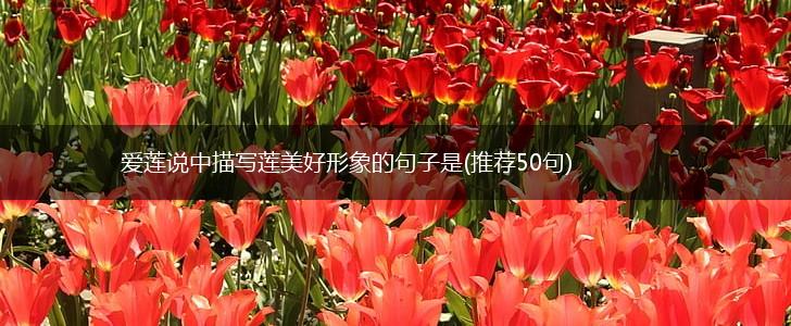 爱莲说中描写莲美好形象的句子是(推荐50句),第1张