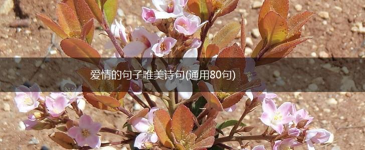 爱情的句子唯美诗句(通用80句),第1张
