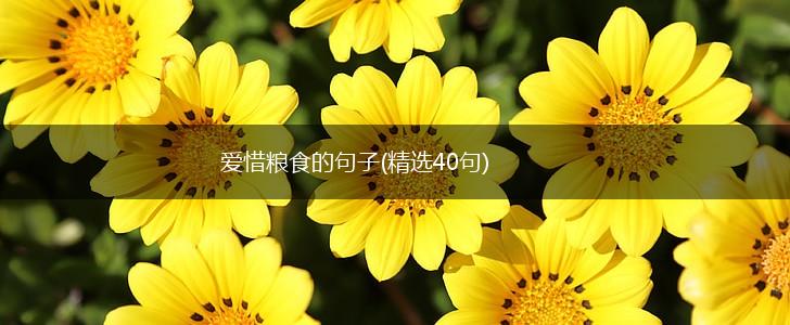 爱惜粮食的句子(精选40句),第1张