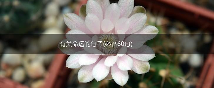 有关命运的句子(必备60句),第1张