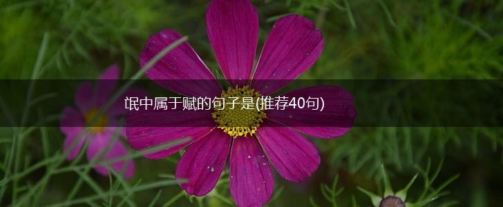 氓中属于赋的句子是(推荐40句),第1张