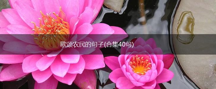 歌颂农民的句子(合集40句),第1张