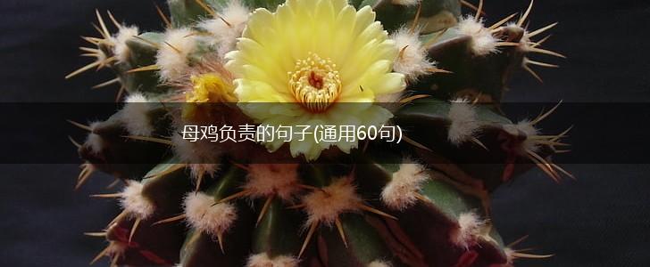 母鸡负责的句子(通用60句),第1张
