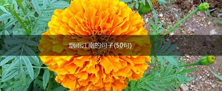 烟雨江南的句子(50句),第1张