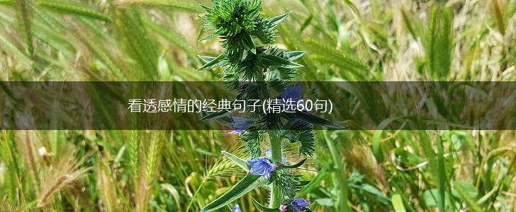 看透感情的经典句子(精选60句),第1张