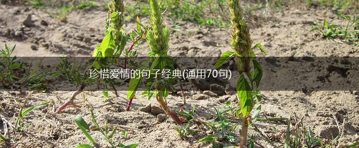 珍惜爱情的句子经典(通用70句),第1张