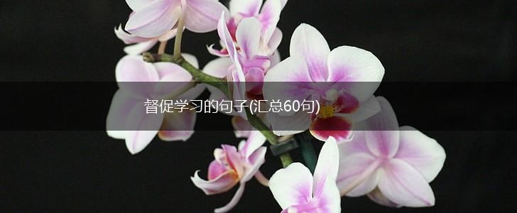 督促学习的句子(汇总60句),第1张