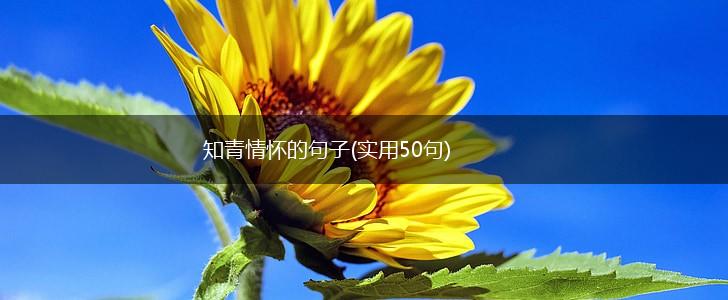 知青情怀的句子(实用50句),第1张