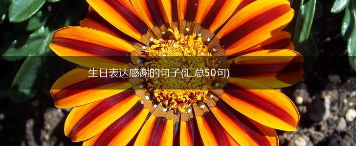生日表达感谢的句子(汇总50句),第1张