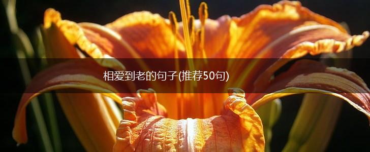 相爱到老的句子(推荐50句),第1张