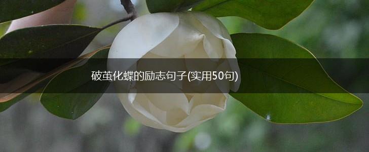 破茧化蝶的励志句子(实用50句),第1张
