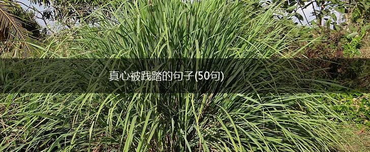 真心被践踏的句子(50句),第1张