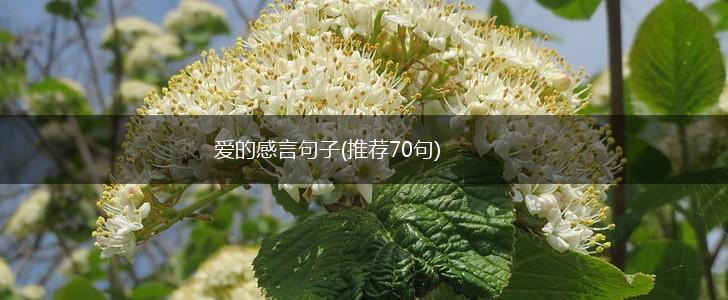 爱的感言句子(推荐70句),第1张
