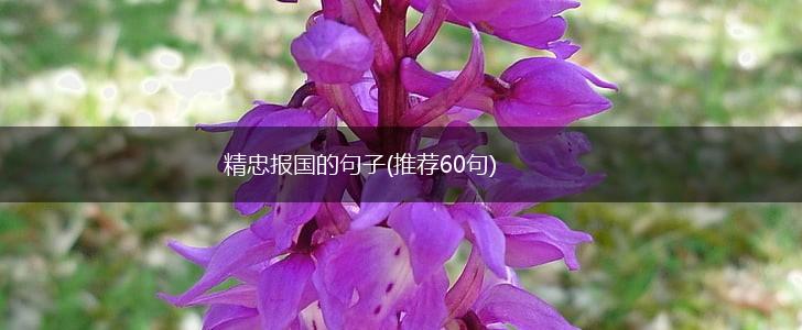 精忠报国的句子(推荐60句),第1张