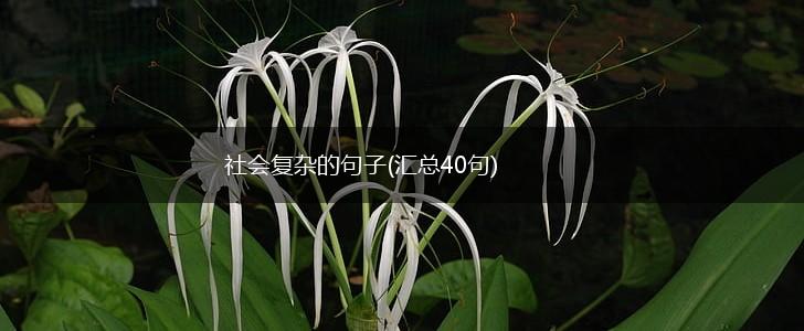 社会复杂的句子(汇总40句),第1张