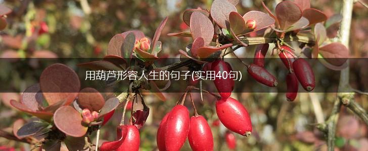 用葫芦形容人生的句子(实用40句),第1张