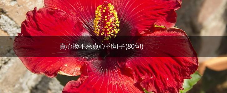 真心换不来真心的句子(80句),第1张