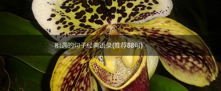 相遇的句子经典语录(推荐88句),第1张