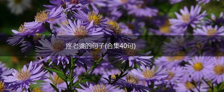 疼老婆的句子(合集40句),第1张