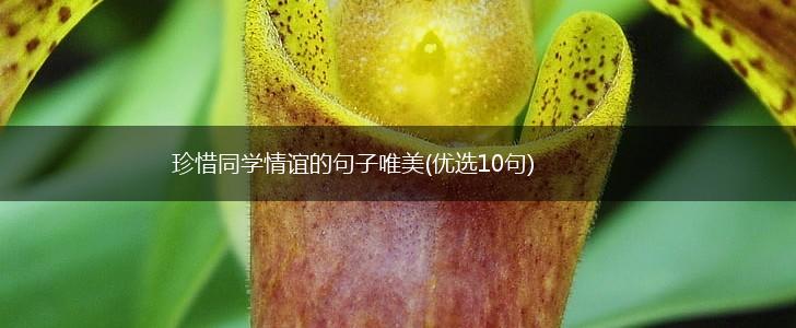 珍惜同学情谊的句子唯美(优选10句),第1张