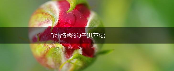 珍惜情感的句子(共77句),第1张