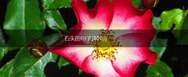 石头的句子(80句),第1张