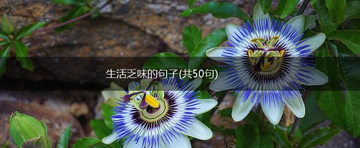 生活乏味的句子(共50句),第1张