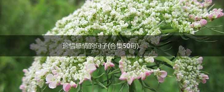 珍惜感情的句子(合集50句),第1张