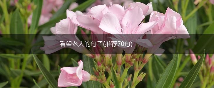 看望老人的句子(推荐70句),第1张