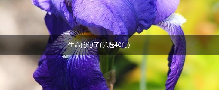 生命的句子(优选40句),第1张