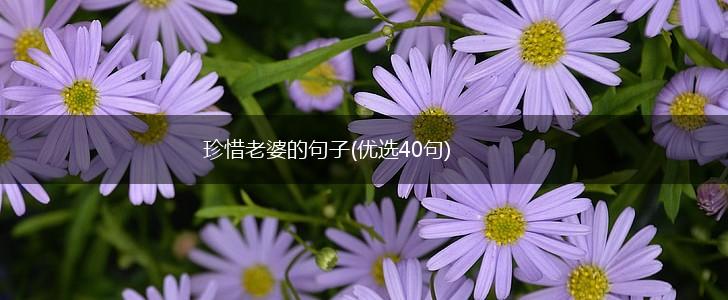 珍惜老婆的句子(优选40句),第1张