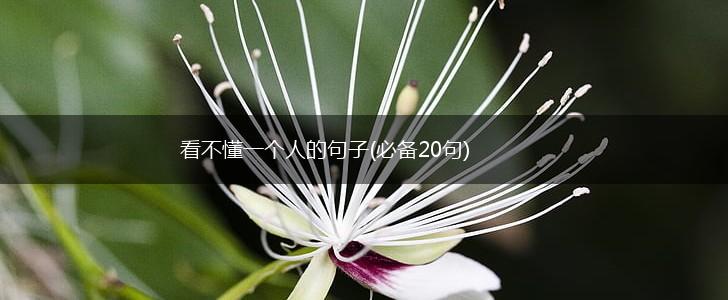 看不懂一个人的句子(必备20句),第1张