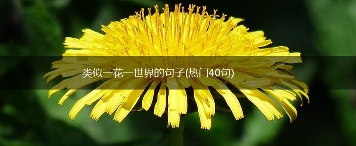 类似一花一世界的句子(热门40句),第1张