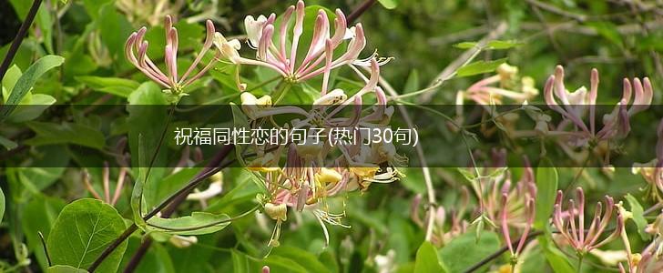 祝福同性恋的句子(热门30句),第1张