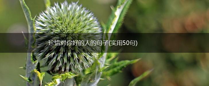 珍惜对你好的人的句子(实用50句),第1张