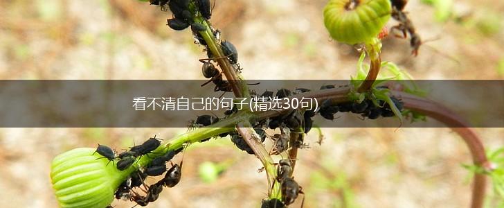 看不清自己的句子(精选30句),第1张