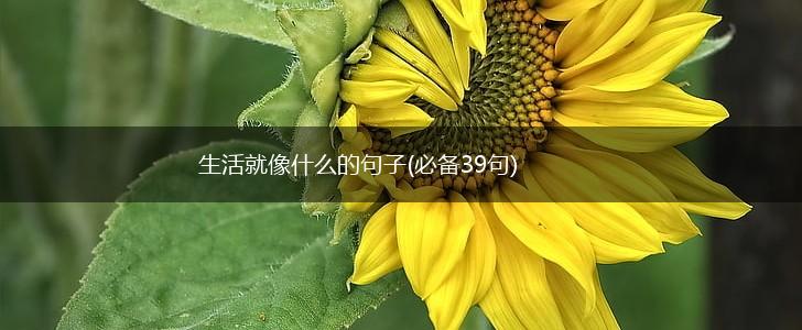 生活就像什么的句子(必备39句),第1张