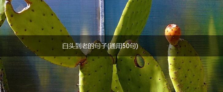 白头到老的句子(通用50句),第1张