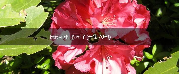 磨练心性的句子(合集70句),第1张