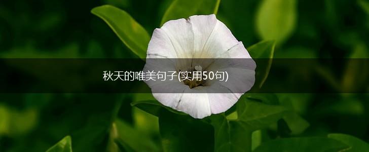 秋天的唯美句子(实用50句),第1张