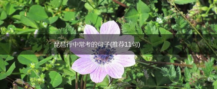 琵琶行中常考的句子(推荐11句),第1张