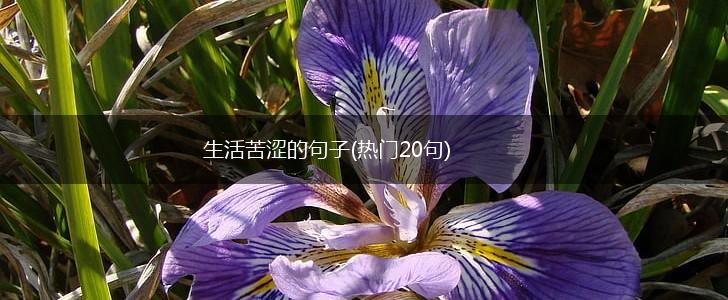 生活苦涩的句子(热门20句),第1张