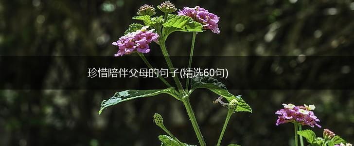 珍惜陪伴父母的句子(精选60句),第1张