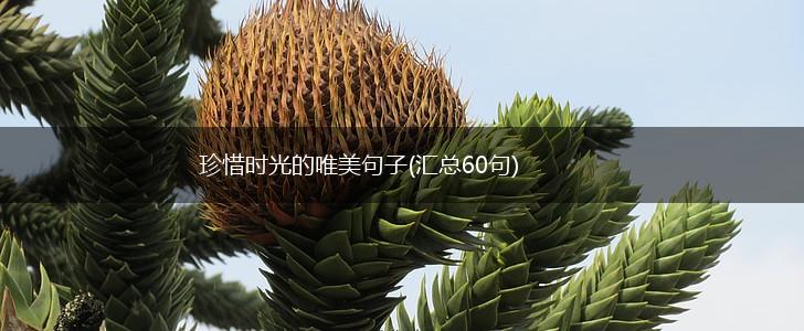 珍惜时光的唯美句子(汇总60句),第1张