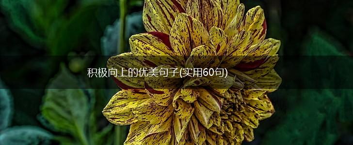 积极向上的优美句子(实用60句),第1张